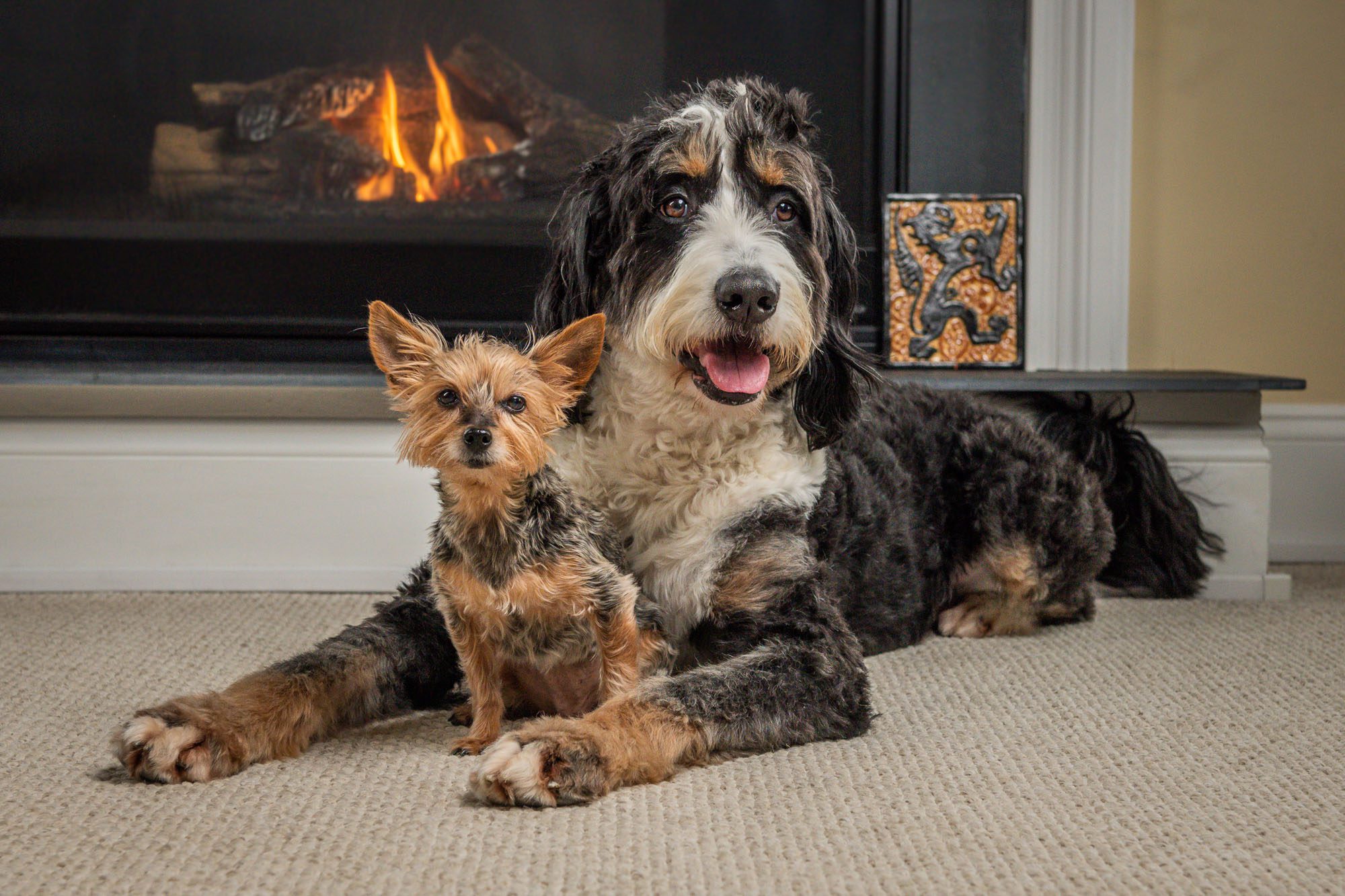 Large Dog Cuddling with small dog in front of fireplace